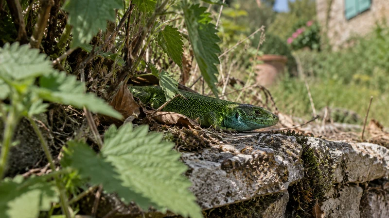 Le lézard vert : les secrets d’une émeraude au jardin